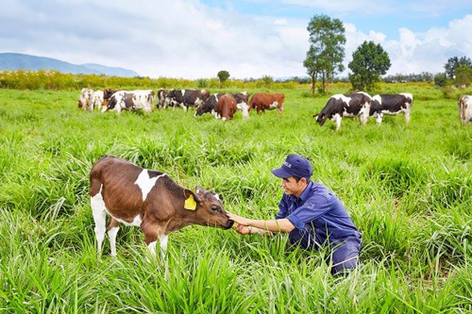 Vinamilk đạt chứng nhận trang trại bò sữa Organic đầu tiên tại VN