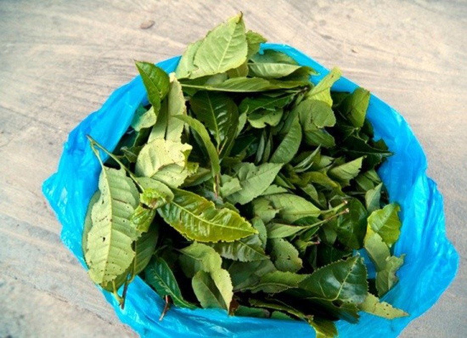 Những bài thuốc trị huyết áp thấp cực đơn giản mà không tái phát