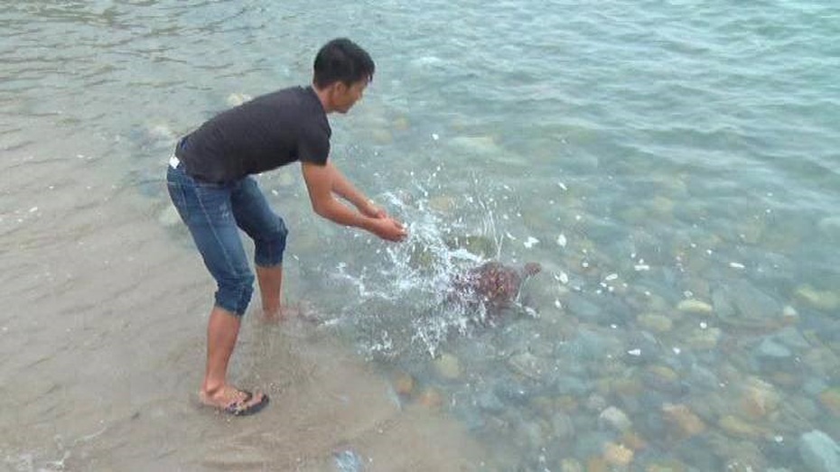 Hà Tĩnh: Đi xem rùa hiếm, nhiều người năn nỉ mua với giá cao