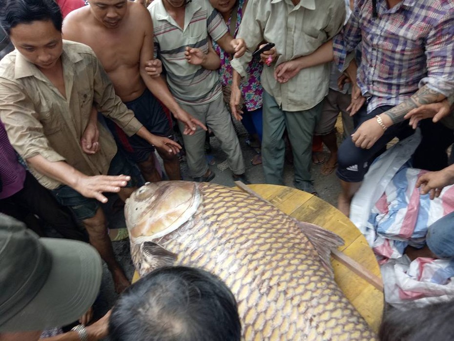 Cận cảnh cá hô khổng lồ trên 100kg được bán giá 315 triệu đồng