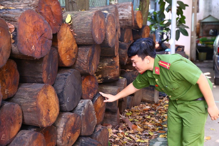 Bắt xe tải chở 301 khúc gỗ nằm trong danh sách quý hiếm