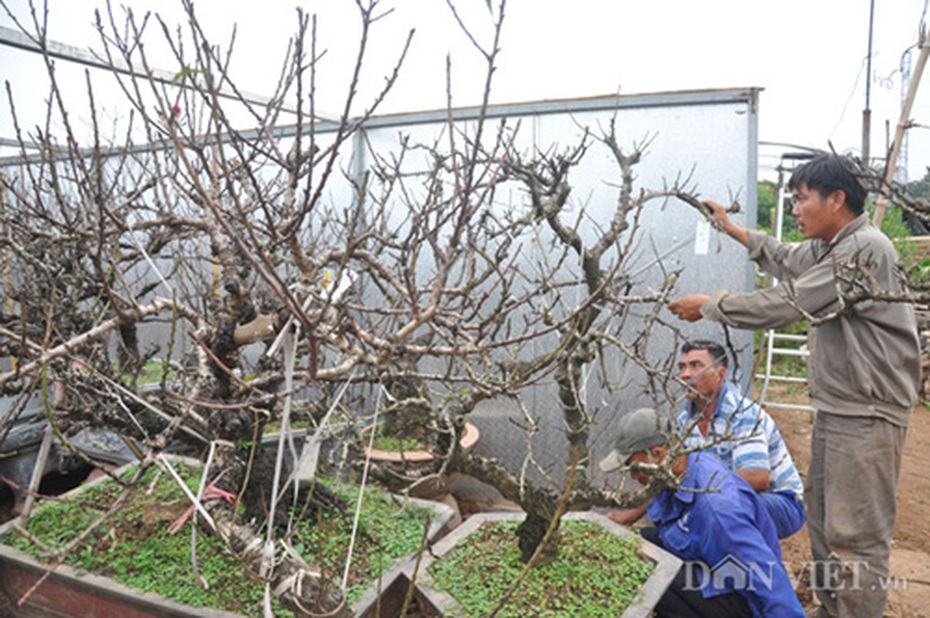 Đào tiến vua chưa ra hoa, đại gia Hà Nội đã bỏ nghìn đô 'mua đứt'