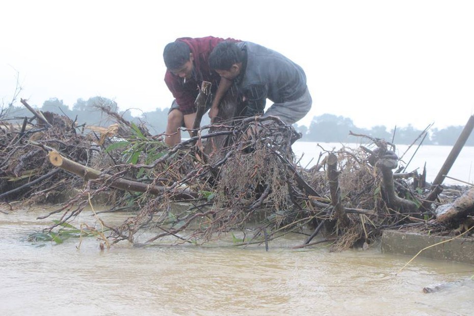 Bất chấp nguy hiểm, dân liều mình lao vào nước lũ vớt... củi