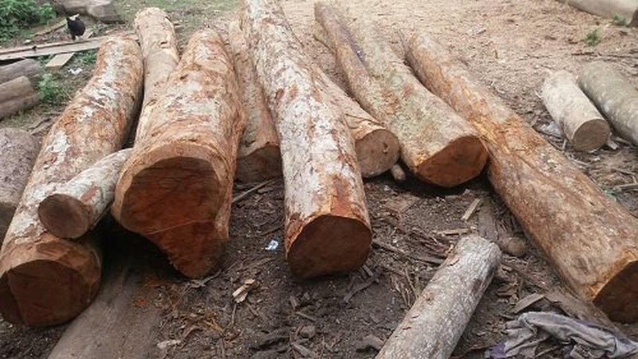 Nghệ An: Thuê người chặt phá rừng, nữ cán bộ huyện bị xử phạt