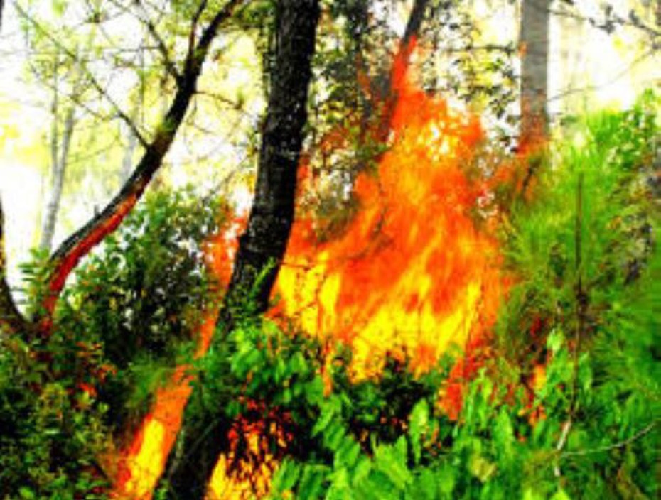 Hải Phòng: Cháy rừng, 1 ha bị thiêu rụi