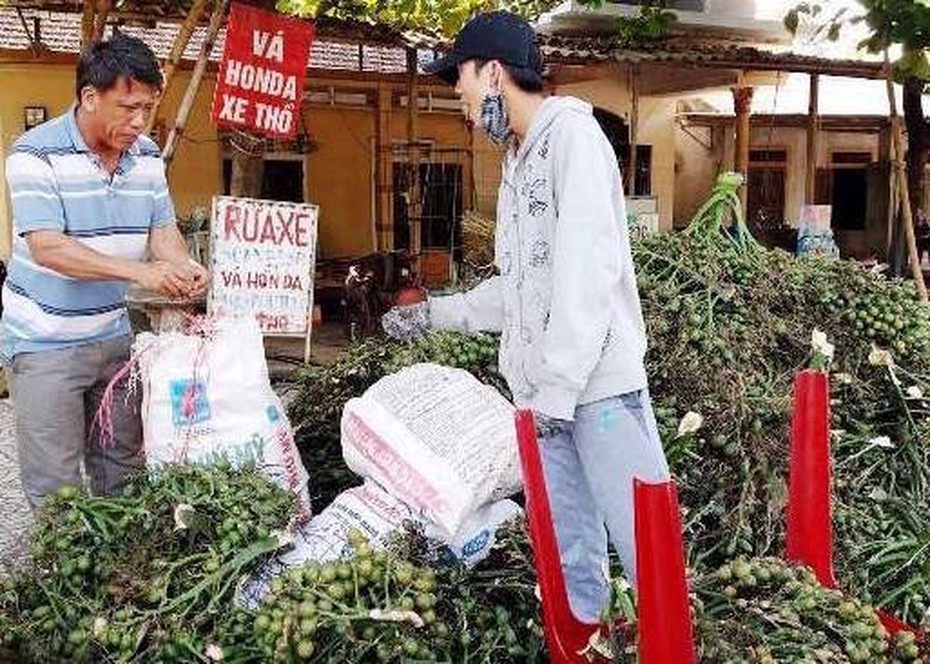 Bất thường việc mua cau bán sang Trung Quốc làm thuốc… cho đàn ông