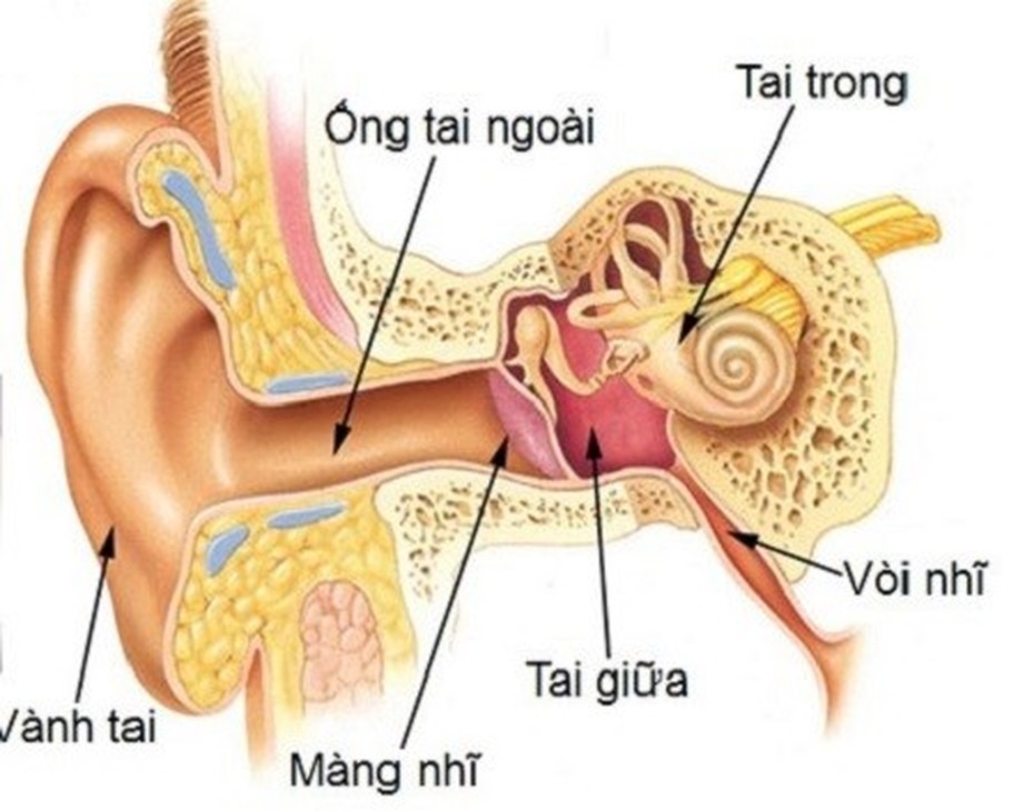 Nhà thuốc đông y gia truyền lang Luận – Khắc tinh bệnh viêm tai giữa