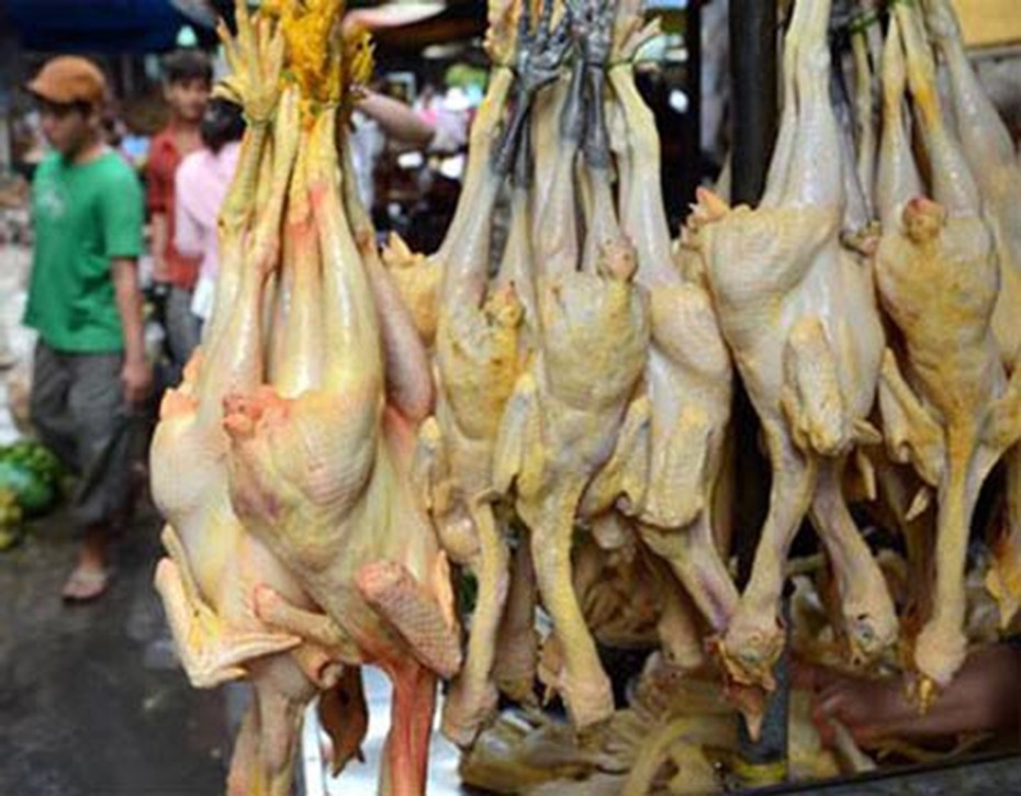 Đừng chết vì chọn thực phẩm nuôi bằng thức ăn có kháng sinh