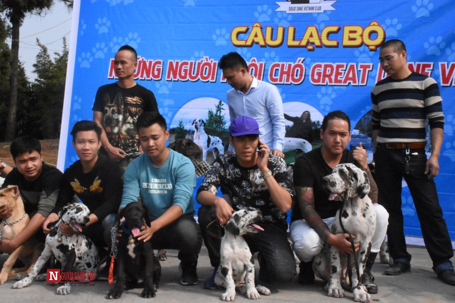 Cận cảnh những con chó to như bò giá tới trăm triệu tại Hà Nội