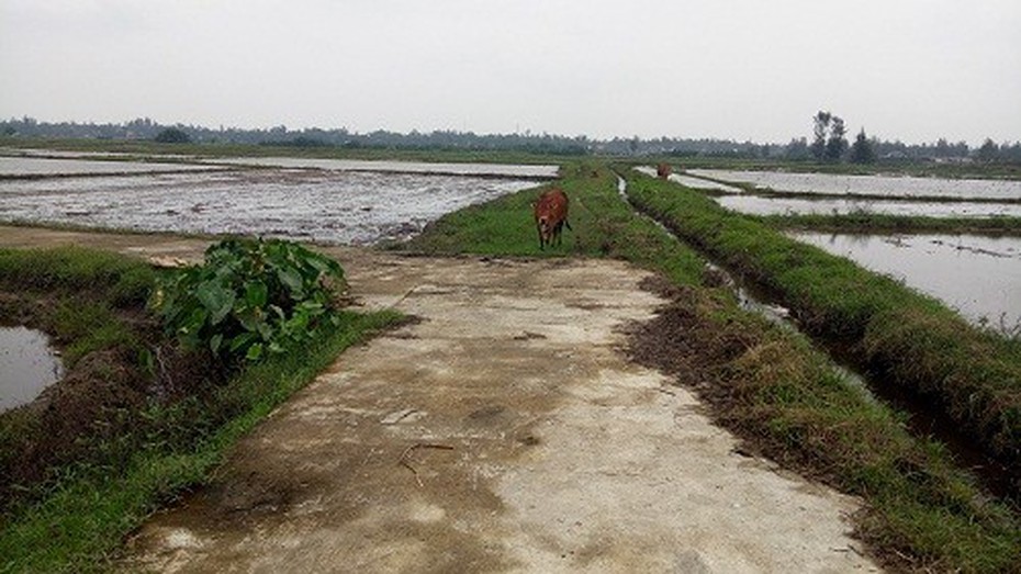 Thông tin mới nghi án bé gái đi chăn bò bị chích điện để bắt cóc