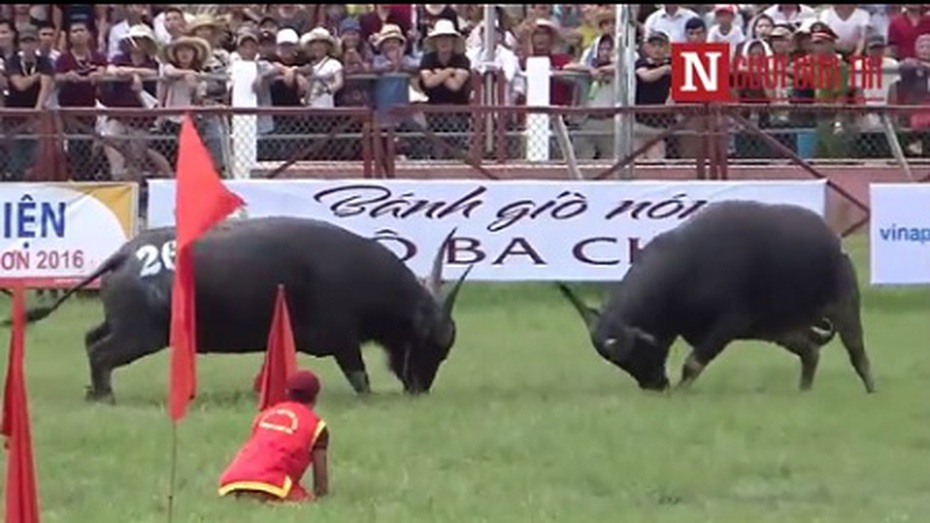 Chọi trâu Đồ Sơn 2016: Trâu 26 tung đòn 'hổ lao' hạ đối thủ trong 3s