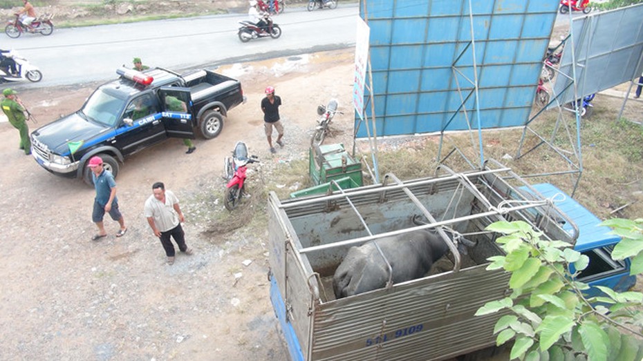 'Trâu điên' húc người trọng thương, ai phải bồi thường thiệt hại?