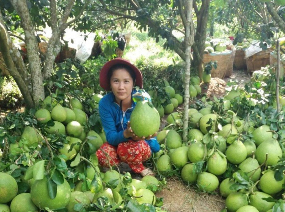 Vào vườn bưởi Năm Roi Mỹ Hòa, mục sở thị loại trái cây triệu phú