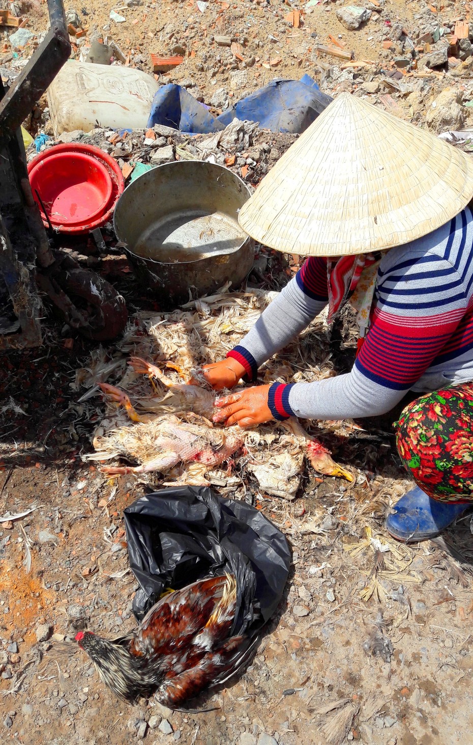 TP.HCM: Gia cầm sống không kiểm dịch ‘bủa vây’ vùng ven