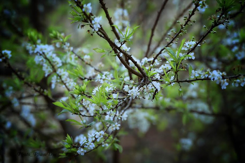 Đẹp nao lòng sắc xuân nơi núi rừng Tây Bắc