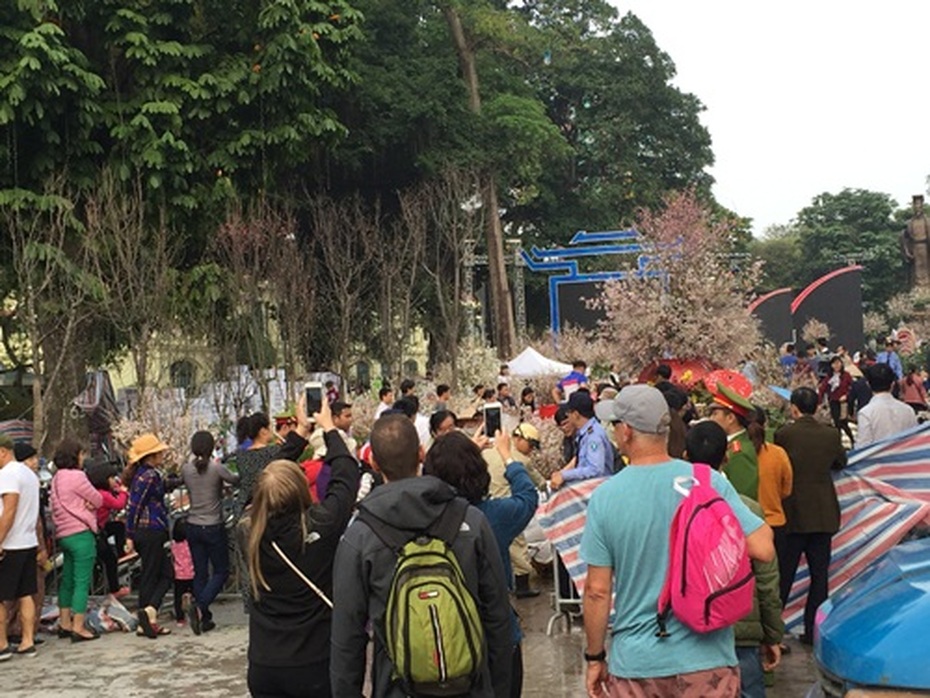 Lễ hội hoa Anh đào 2017: 'Nóng' ngay khi còn 'quây bạt'