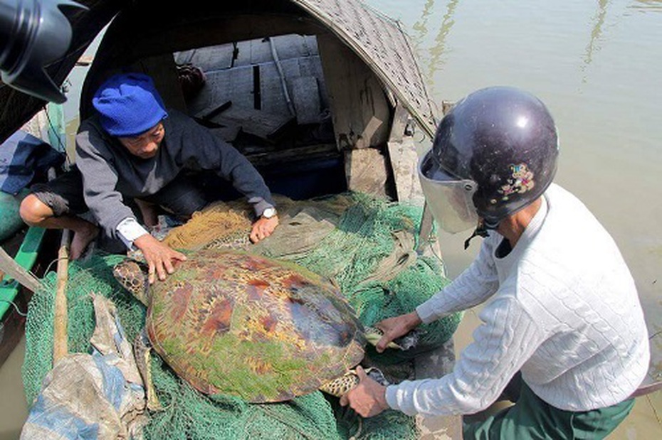 Rùa vàng mắc lưới ngư dân trên sông Lam