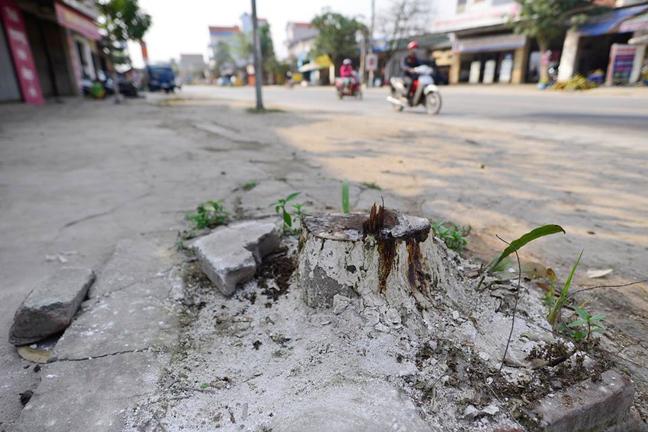 Hà Nội: Thêm hàng loạt cây xanh bị chặt hạ để 'dọn' vỉa hè