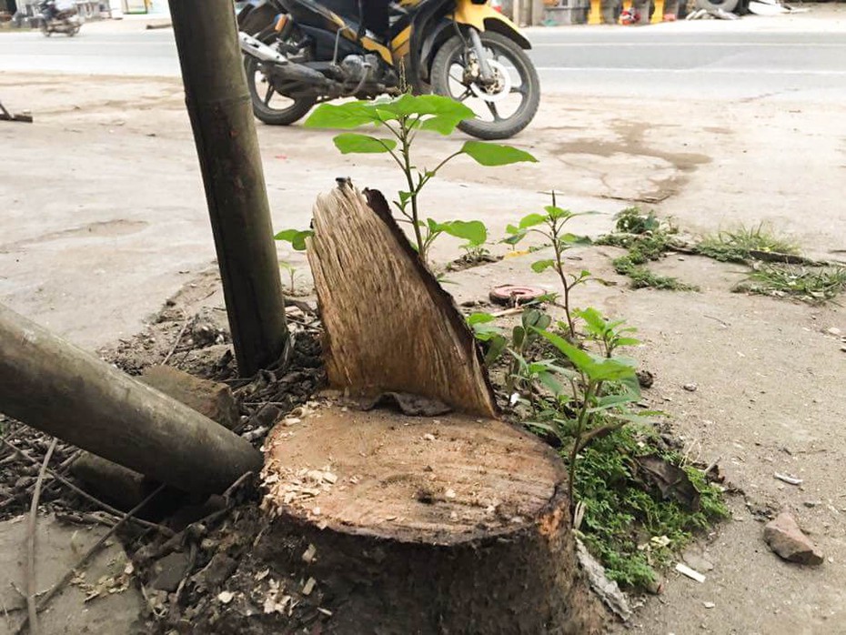 Lãnh đạo Hoài Đức: Chặt cây 'dẹp vỉa hè' không vì mục đích cá nhân