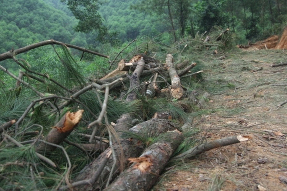 Cán bộ xã khai thác thông trái phép vì... chặt nhầm