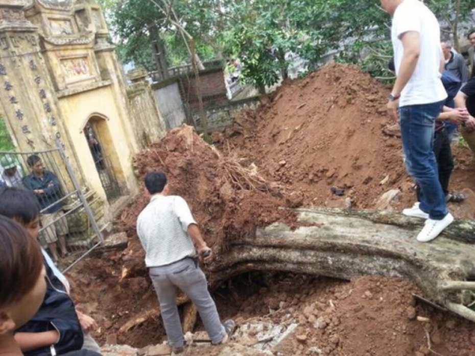 Bán sưa hàng chục tỷ, dân làng được chia tiền: Là phúc hay họa?