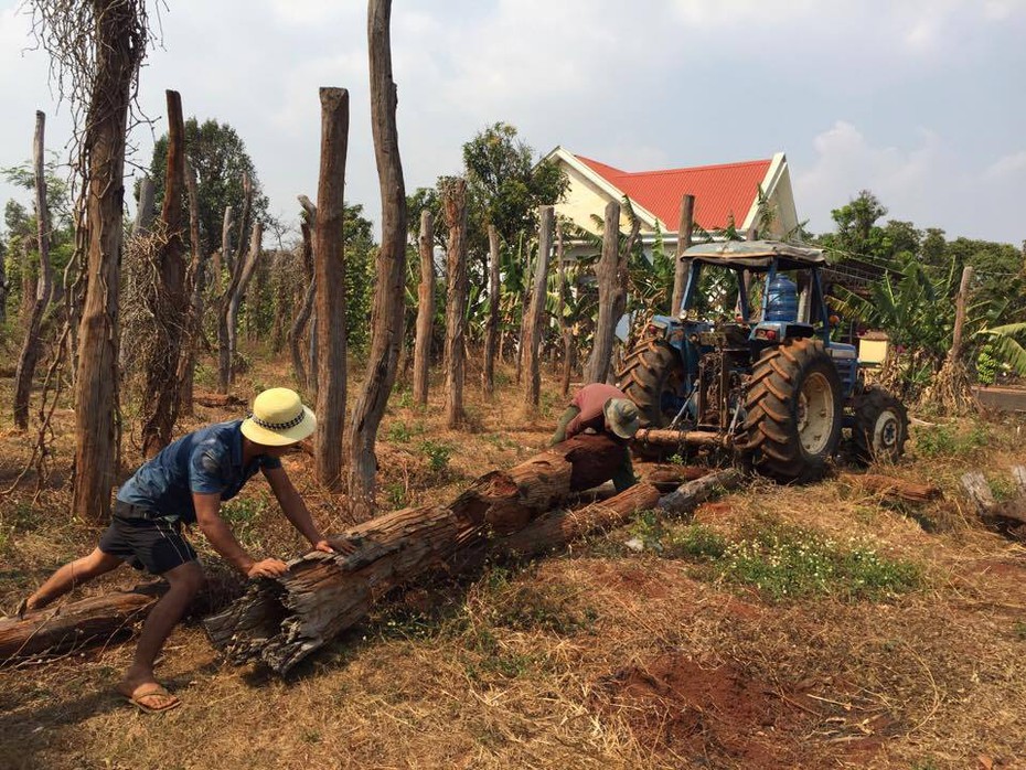 Hàng trăm hecta tiêu 'chết trắng', dân lâm cảnh nợ nần chồng chất