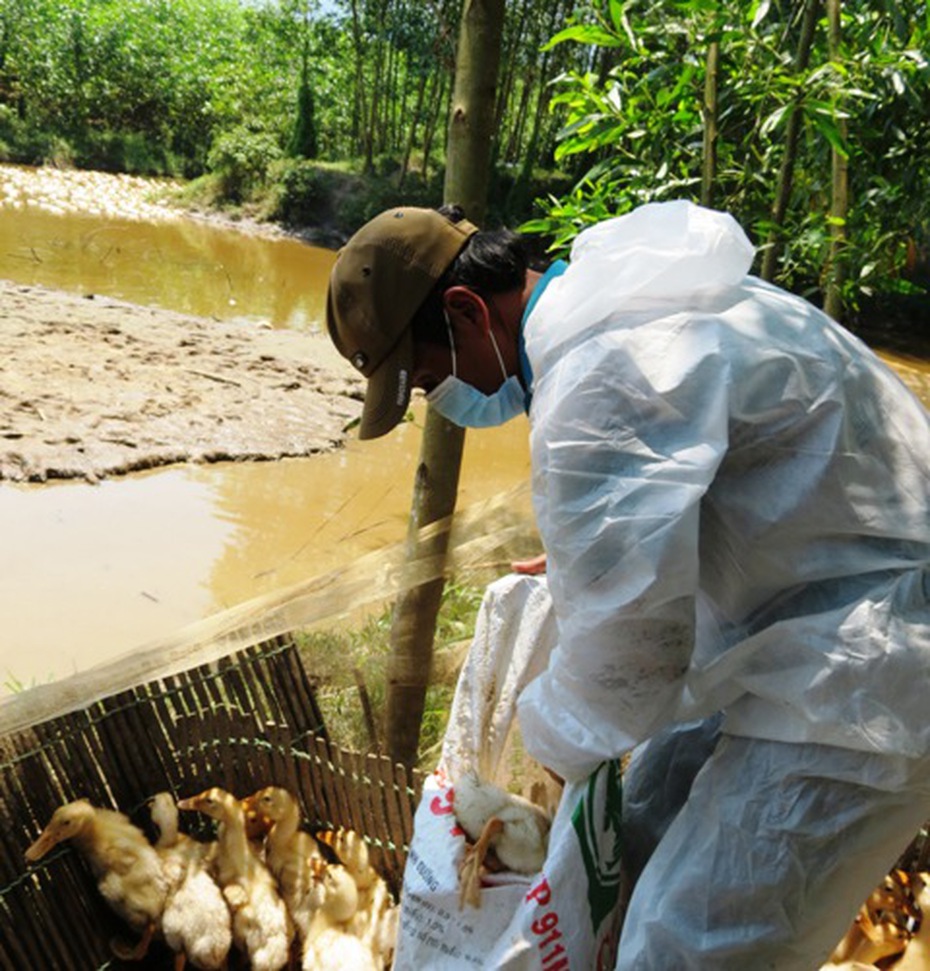 Huế: Vịt con chết hàng loạt, kiểm tra dương tính cúm H5N6