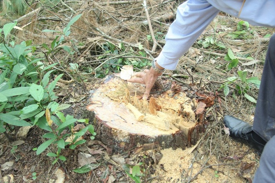 Cán bộ xã chặt cây đường kính hơn 30cm là… đúng quy định?