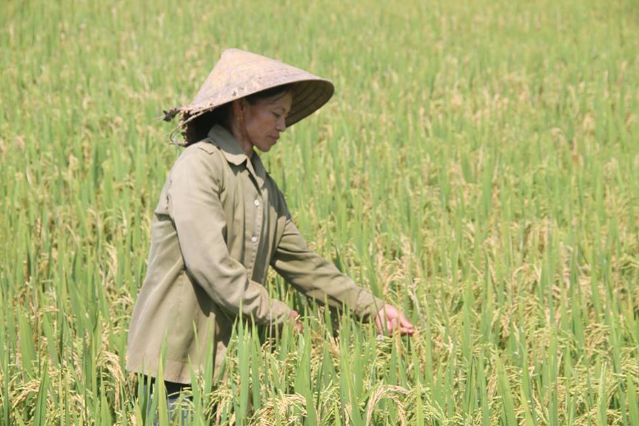 Nguyên nhân nào khiến hàng ngàn ha lúa tại Hà Tĩnh bị mất trắng?