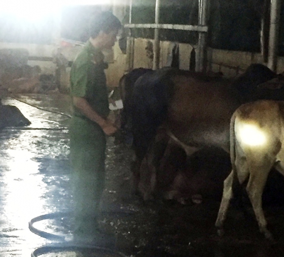 Bắt quả tang lò mổ bơm nước vào bụng bò để tăng trọng lượng