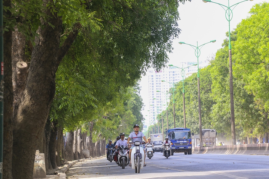 Nên giữ lại 1.300 cây xanh ở đường Phạm Văn Đồng làm dải phân cách?