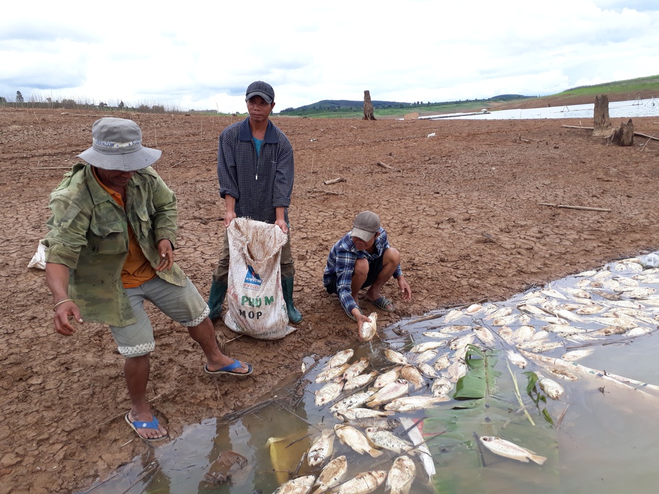 Kon Tum: Nguyên nhân khiến 70 tấn cá lòng hồ thủy điện chết trắng