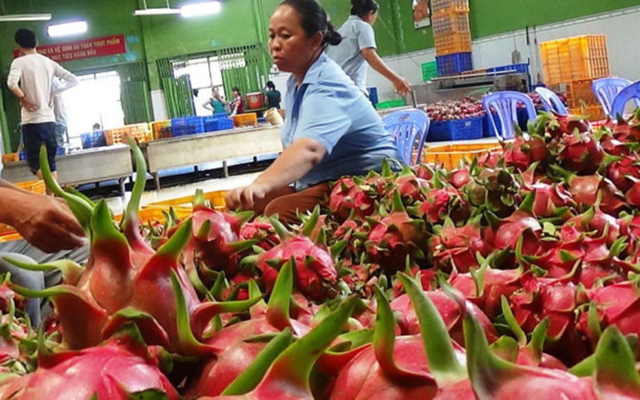 Điểm mặt những loại hoa quả Việt ‘đắt ngang vàng’ được… xuất ngoại