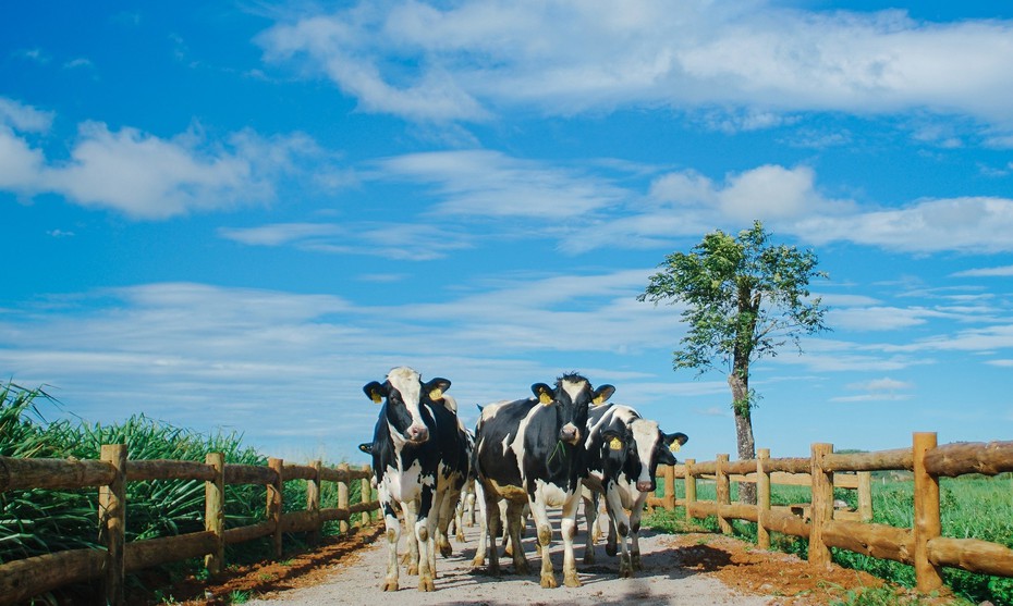 Tham gia hành trình Vinamilk Organic cùng gia đình ca sĩ Hoàng Bách