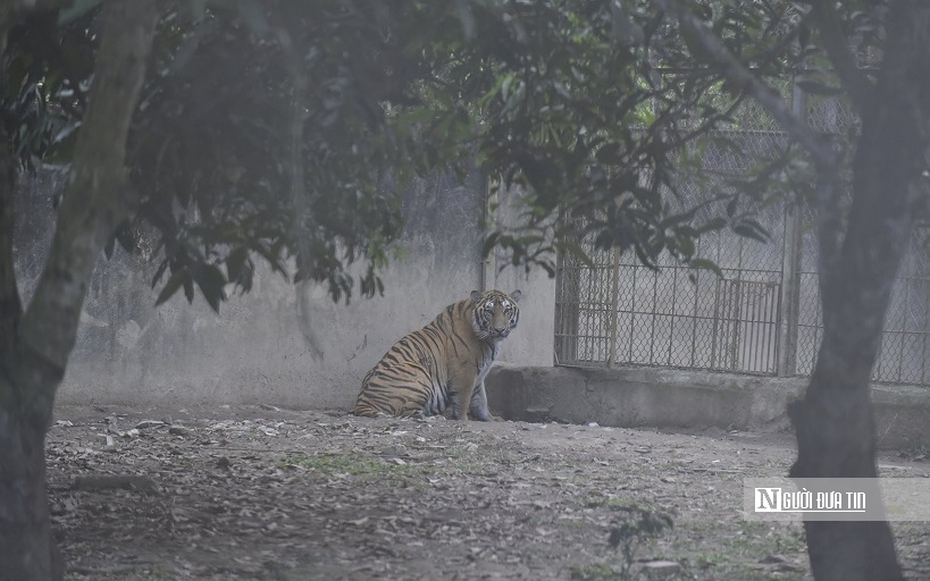 Đàn hổ nuôi nhốt trái phép tại Thanh Hóa đang chết dần