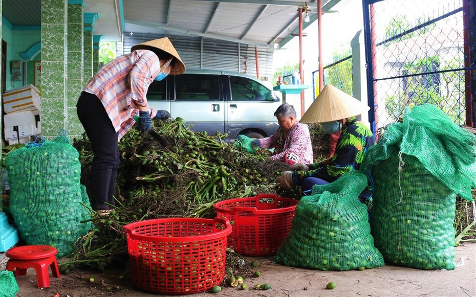 Tin tức Đời sống 14/10: Điều ít biết về loại quả đang được thu mua giá cao kỷ lục