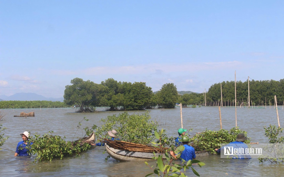 Bình Định trồng, phát triển khu bảo tồn rừng ngập mặn thích ứng với biến đổi khí hậu