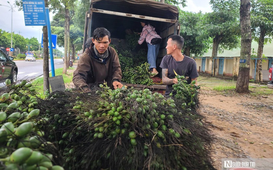 Giá cau leo thang, nông dân Đắk Lắk "đỏ mắt" tìm mua cau giống