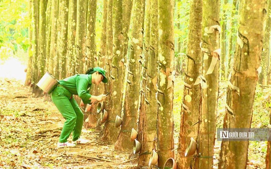 "Vàng trắng" tăng giá, nông dân phấn khởi