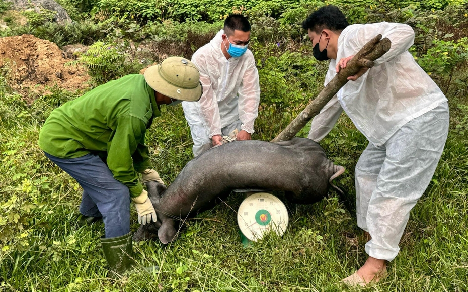 Dịch tả lợn châu Phi tái bùng phát sau mưa lũ