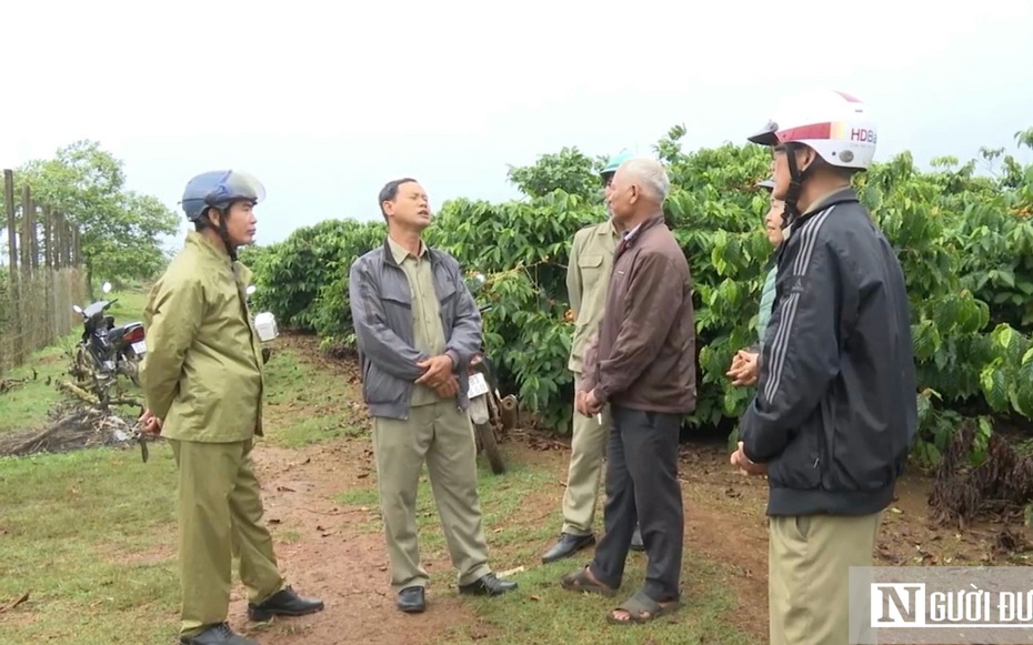 Giá cà phê liên tục "lập đỉnh", người dân tính "trăm phương ngàn kế" bảo vệ nông sản