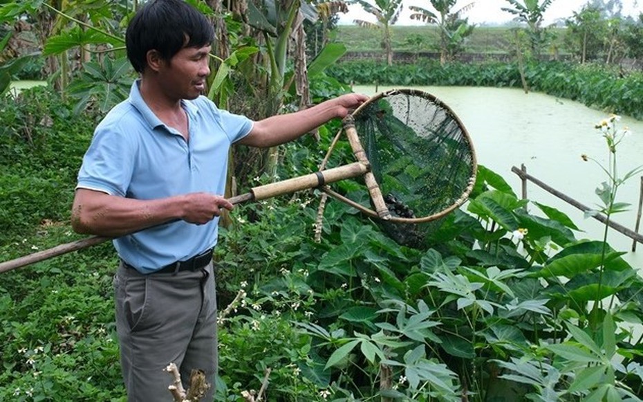 Anh nông dân lãi 400 triệu đồng/năm nhờ "bẻ lái" nuôi con đặc sản siêu mắn đẻ