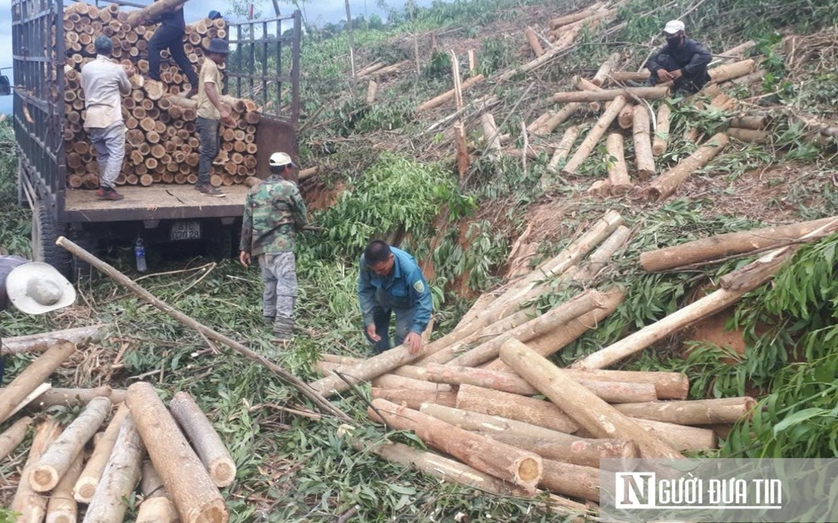 Lợi ích kép từ mô hình trồng rừng, phủ xanh đất trống đồi trọc