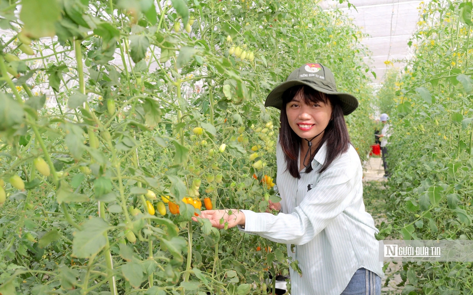 Kỹ sư điện chia sẻ bí quyết khởi nghiệp thành công nhờ trồng cà chua công nghệ cao nơi vùng đất nắng nóng