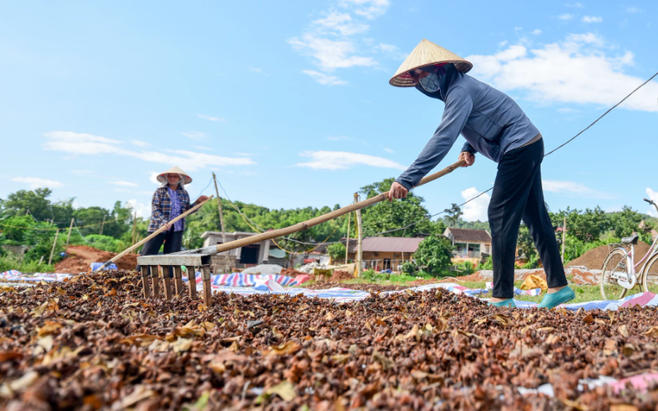 6 tháng đầu năm, xuất khẩu hoa hồi mang về 34,2 triệu USD