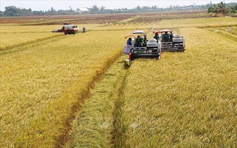 Giá nông sản 19/7: Lúa gạo đi ngang, cà phê xuất khẩu giảm sâu