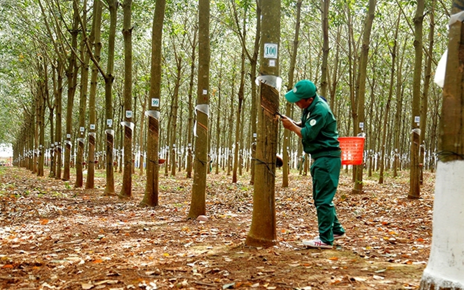 Xuất khẩu cao su sang thị trường Trung Quốc giảm