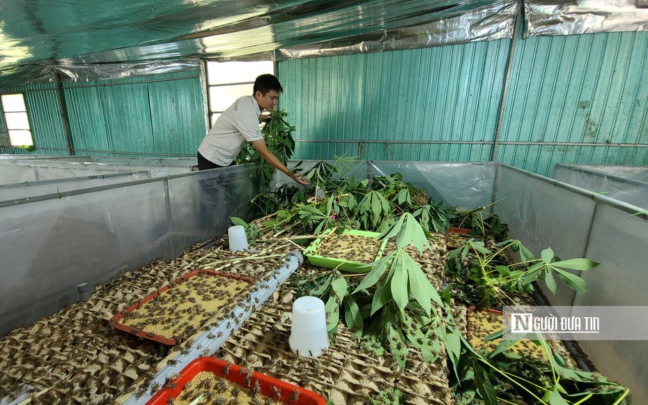 Chàng trai Đắk Lắk “hái” ra tiền nhờ nghề nuôi dế