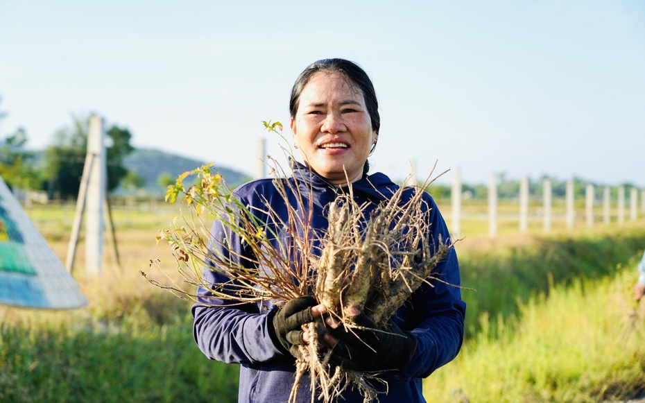 Hồi sinh vùng đất mỏ bạc màu thành "vựa thuốc quý"