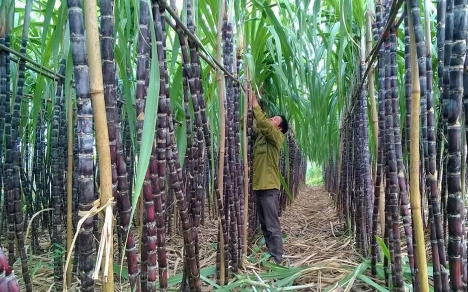 Mía đường Lam Sơn: Lãi lớn, quỹ đầu tư phát triển vượt mốc 600 tỷ đồng